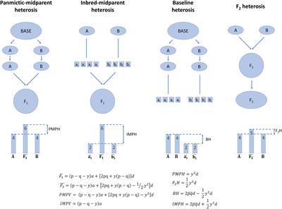 Heterosis and Hybrid Crop Breeding: A Multidisciplinary Review